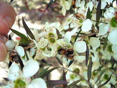 Phyllotocus macleayi