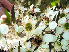 Phyllotocus macleayi