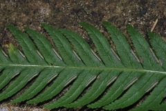 Pteris incompleta image