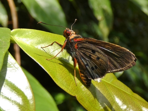 Green-winged Red-eye
