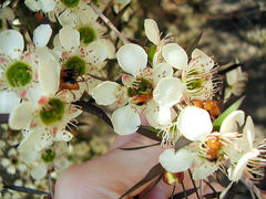 Phyllotocus macleayi