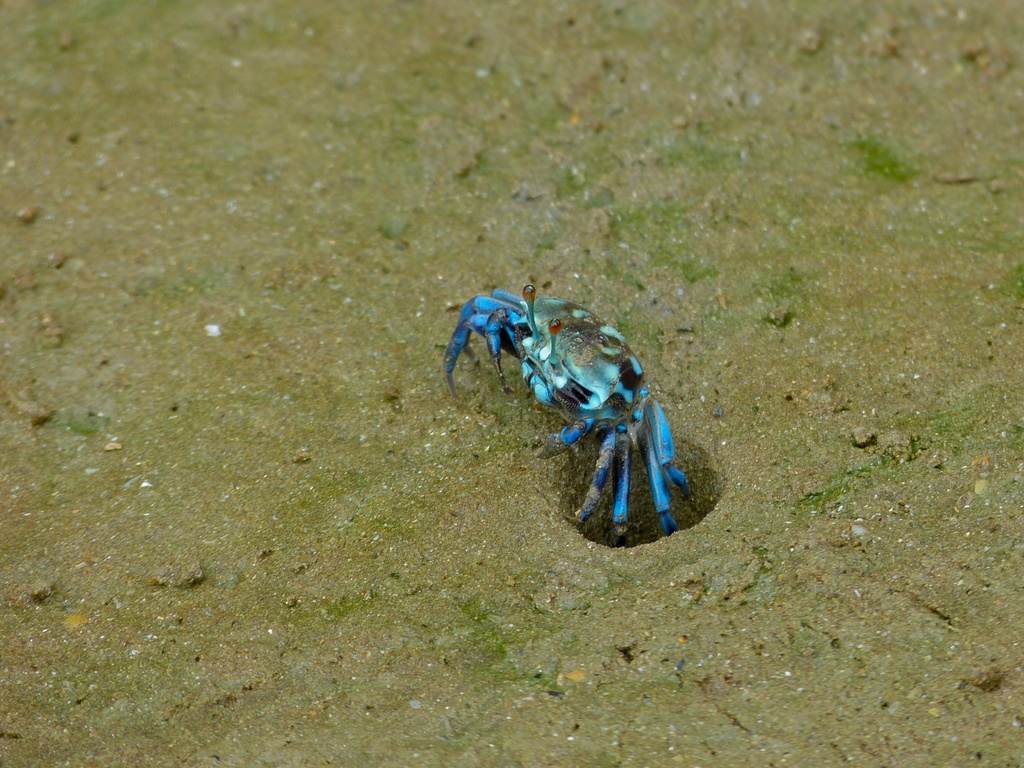 Tetragonal Fiddler Crab
