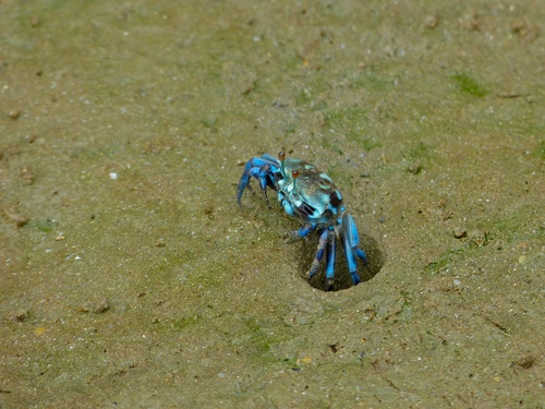 Tetragonal Fiddler Crab