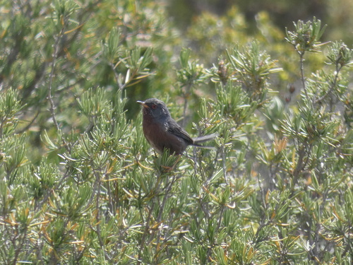 Curruca rabilarga (Curruca undata)