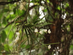 Thrixspermum formosanum