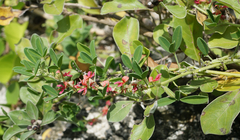 Indigofera trifoliata