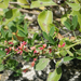 Indigofera trifoliata - Photo (c) Han-Ting Liu,  זכויות יוצרים חלקיות (CC BY), הועלה על ידי Han-Ting Liu