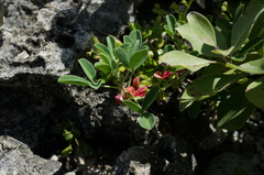 Indigofera trifoliata