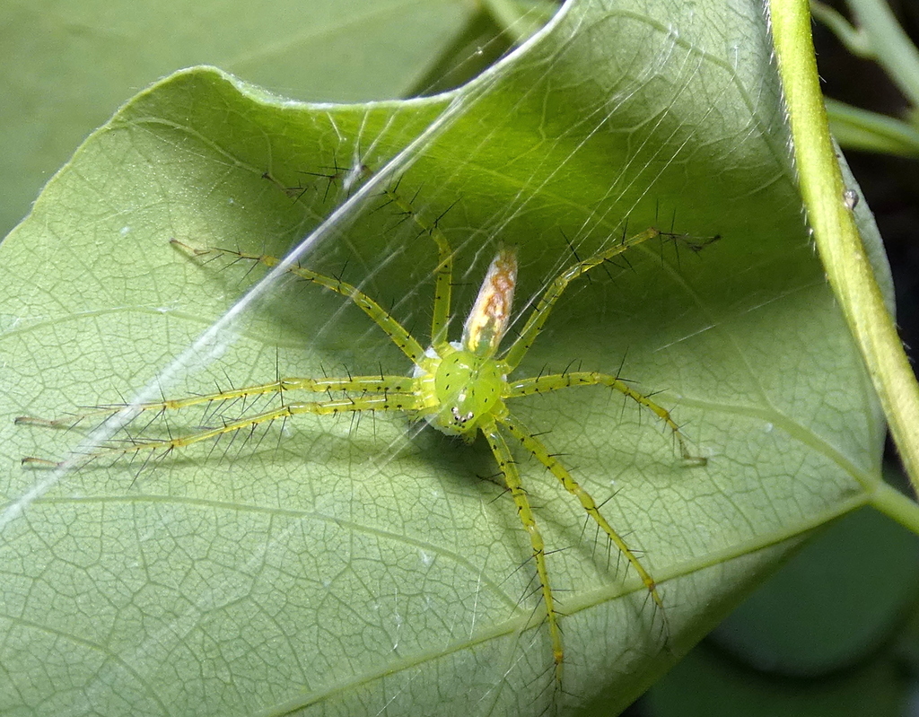 nursery web spiders