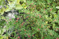 Indigofera trifoliata