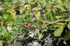 Indigofera trifoliata