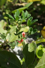 Indigofera trifoliata