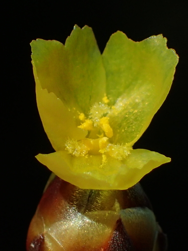 Xyris formosana (Xyris formosana)