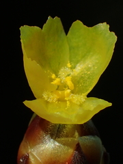 Xyris formosana