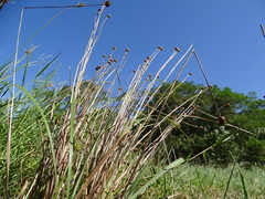 Xyris formosana