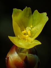 Xyris formosana