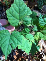 Ampelopsis glandulosa