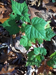 Ampelopsis glandulosa