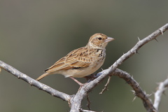 Mirafra erythroptera