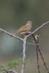 Mirafra erythroptera