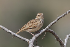 Mirafra erythroptera