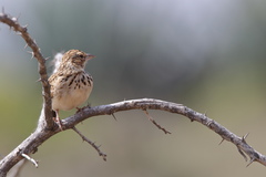 Mirafra erythroptera
