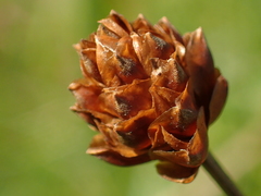 Xyris formosana