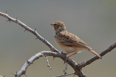 Mirafra erythroptera