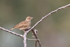 Mirafra erythroptera