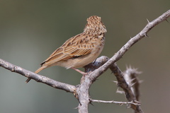 Mirafra erythroptera