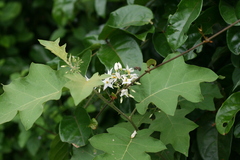 Solanum torvum image