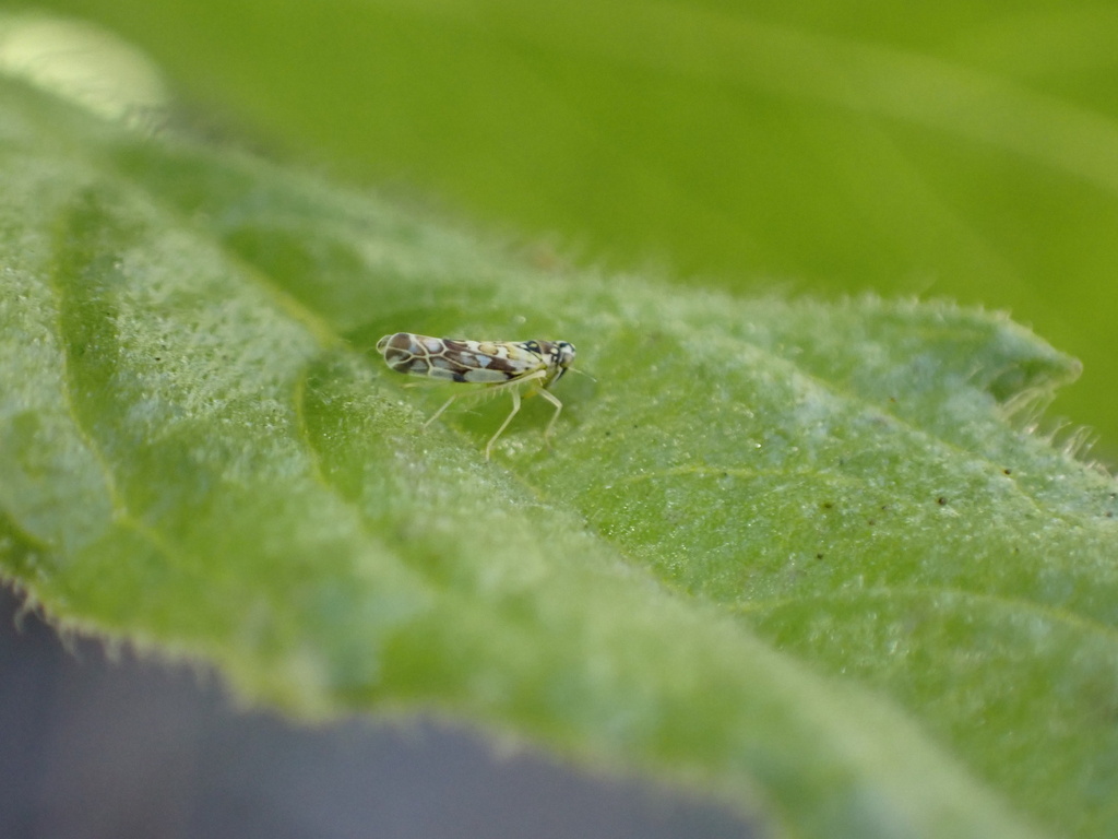 Eupteryx andalusiaca