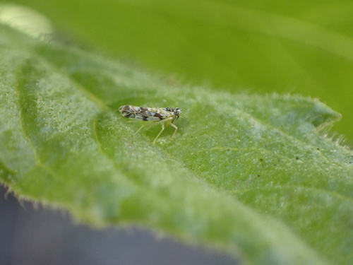 Eupteryx andalusiaca