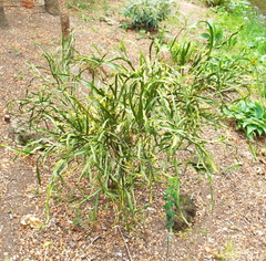 Carmichaelia williamsii