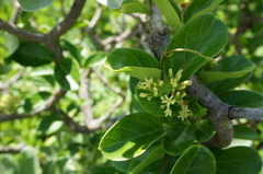 Parsonsia alboflavescens