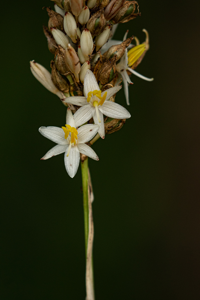 Mummy Green Lily