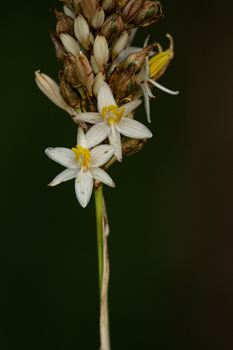 Chlorophytum sphacelatum image