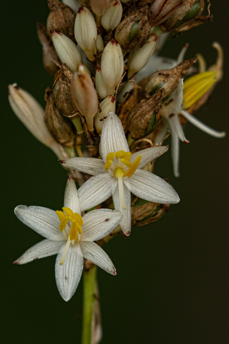 Chlorophytum sphacelatum image