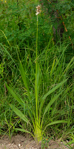 Chlorophytum sphacelatum var. sphacelatum image