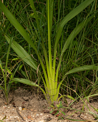 Chlorophytum sphacelatum image