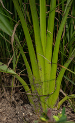 Chlorophytum sphacelatum var. sphacelatum image