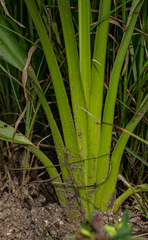 Chlorophytum sphacelatum image