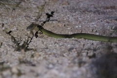 Pseudechis australis