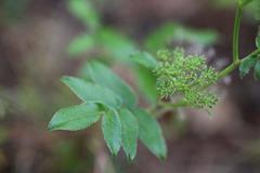 Scandia rosifolia