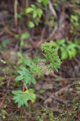 Scandia rosifolia
