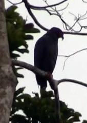 Helicolestes hamatus