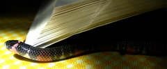 Atractus elaps