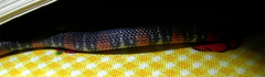 Atractus elaps