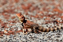 Ctenophorus caudicinctus