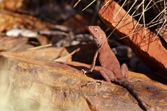 Ctenophorus caudicinctus